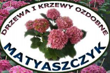 DRZEWA, KRZEWY OZDOBNE, HORTENSJE. MATYASZCZYK