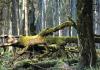 INSTYTUT BADAWCZY LEŚNICTWA W BIAŁOWIEŻY. EUROPEJSKIE CENTRUM LASÓW NATURALNYCH